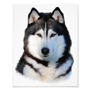 Foto Siberian Husky