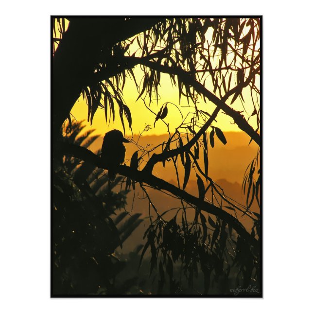 Foto Silhouette Kookaburra, Sunset Australiano (Frente)