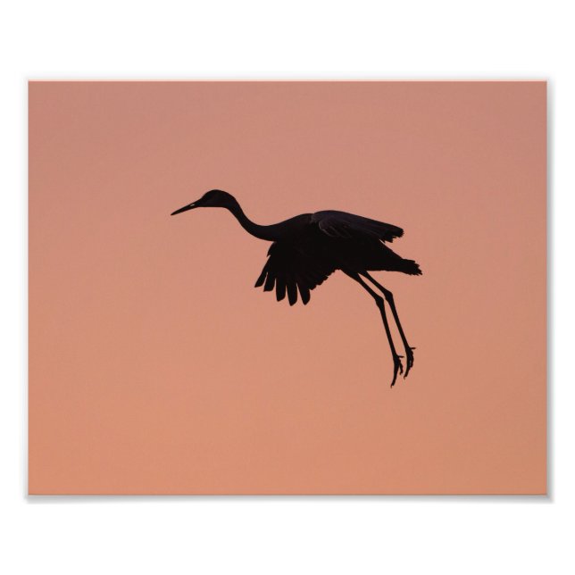 Foto Silhueta Sandhill num céu cor-de-rosa (Frente)