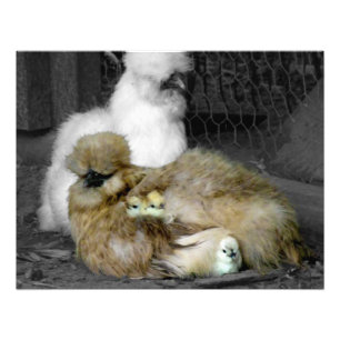 Foto Silkie Hens com Pintinhos saindo de Penas