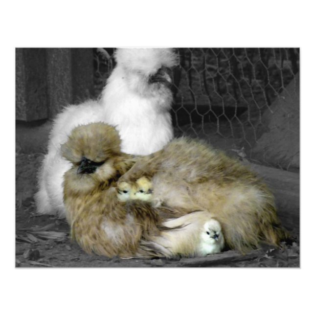 Foto Silkie Hens com Pintinhos saindo de Penas (Frente)