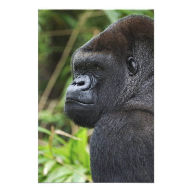 Foto Silverback Lowland Gorilla, Gorilla Captive (Frente)