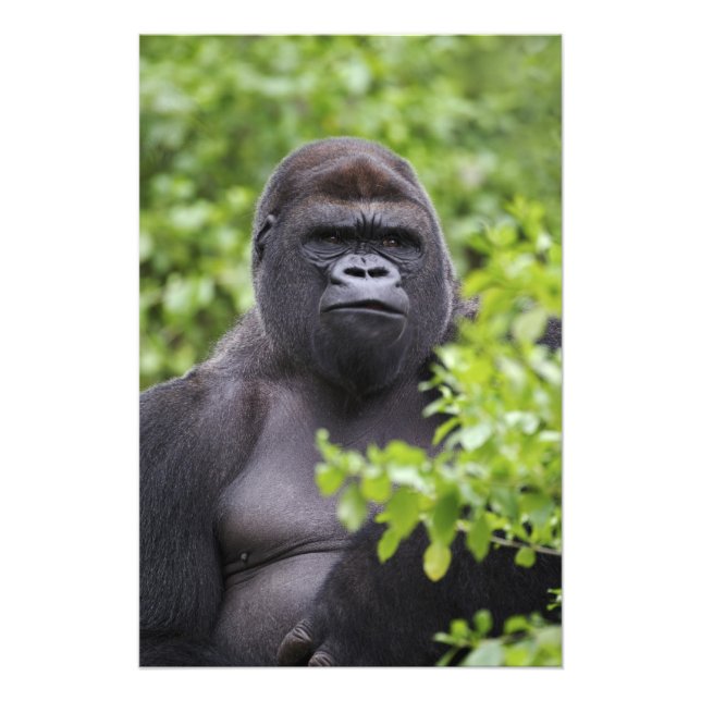 Foto Silverback Lowland Gorilla, Gorilla gorilla (Frente)
