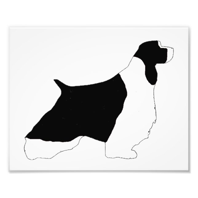 Foto Símbolo branco preto inglês Springer Spaniel (Frente)