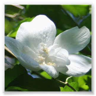 Foto Simplesmente branco