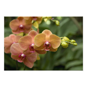 Foto Singapura Sânscrito para Lion City). Nacional 2