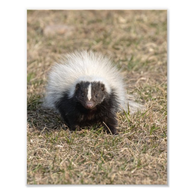 Foto Skunk (Frente)