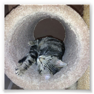 Foto Sleepy Kitty Cat por Shirley Taylor