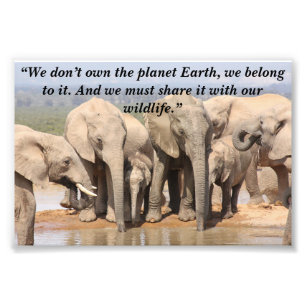 Foto Slogan Personalizado/Elephant Herd Social