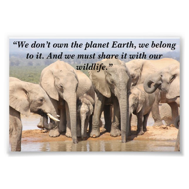 Foto Slogan Personalizado/Elephant Herd Social (Frente)