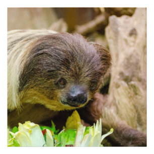 Foto Sloth_20171107_by_JAMFoto