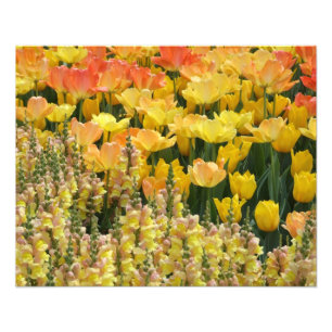 Foto Snapdragons e Tulipas Amarelos Impressão de 20" x 