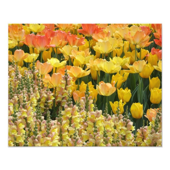 Foto Snapdragons e Tulipas Amarelos Impressão de 20" x  (Frente)