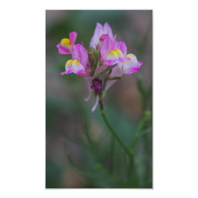 Foto Snapdragons rosa (Frente)