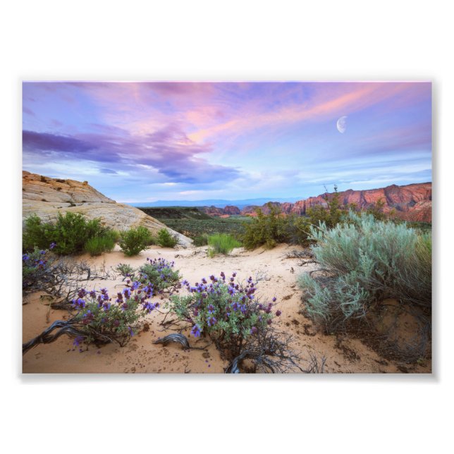 Foto Snow Canyon Sunrise Flores Selvagens Paisagem (Frente)