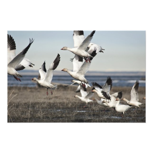 Foto Snow Geese Voadora (Frente)