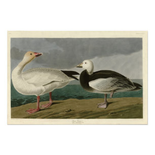 Foto Snow Goose from Audubon's Birds of America
