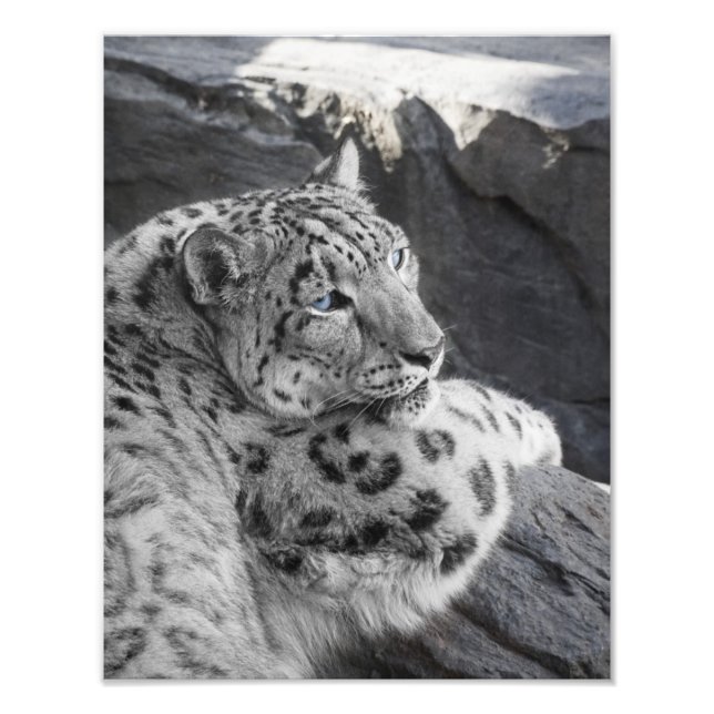 Foto Snow Lepard Icy Stare (Frente)