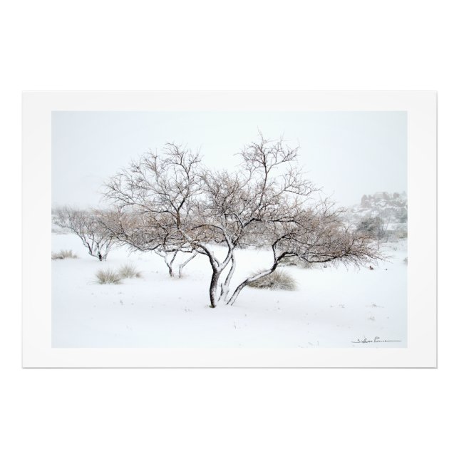 Foto Snow Tree by Sidharta Pascual (Frente)