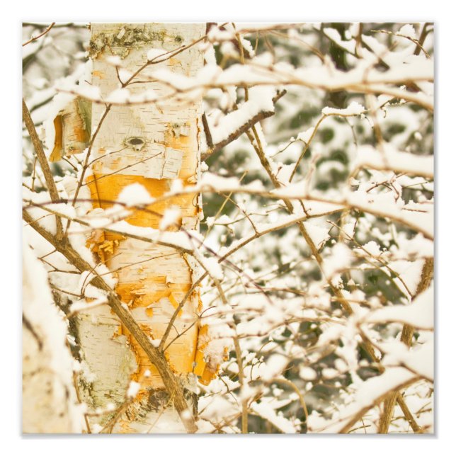 Foto Snowy Birch (Frente)