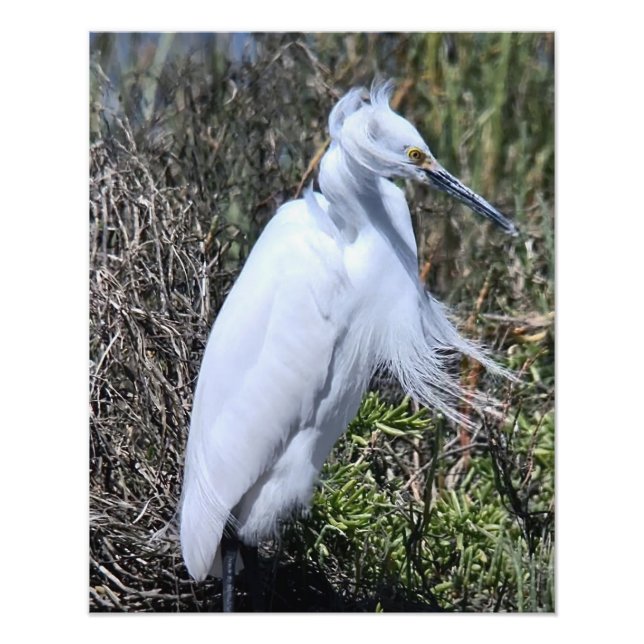 Foto Snowy Egret (Frente)