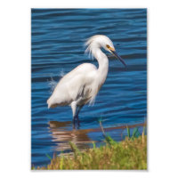 Snowy Egret no Pond