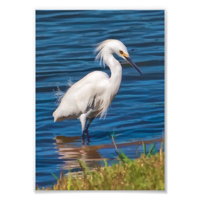 Foto Snowy Egret no Pond (Frente)