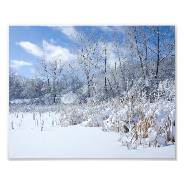 Foto Snowy Martaler Pond Trees and Reeds (Frente)