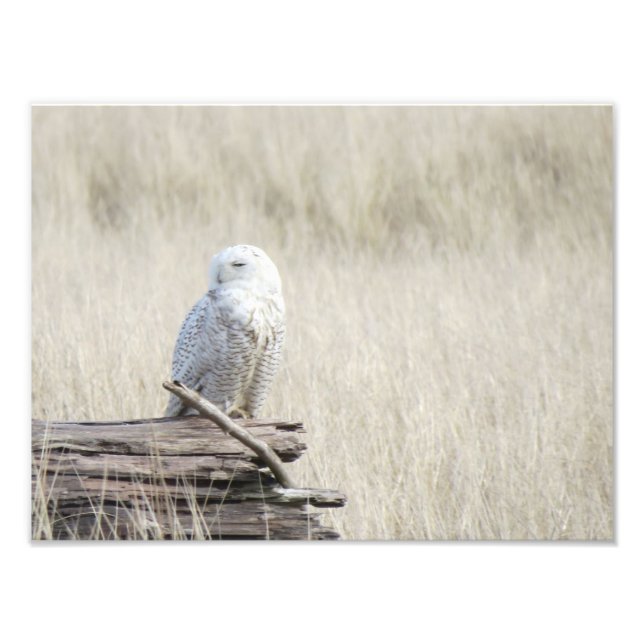 Foto Snowy Owl (Frente)