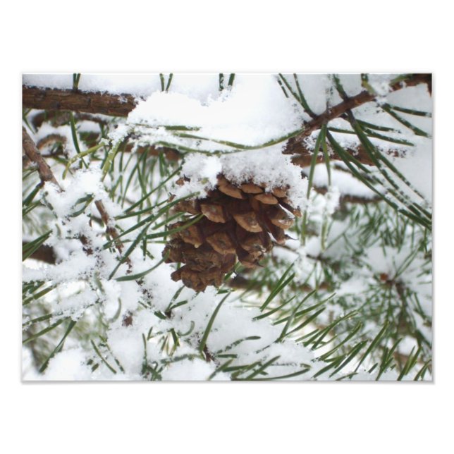 Foto Snowy Pine Cone I Winter Nature Photoshop (Frente)
