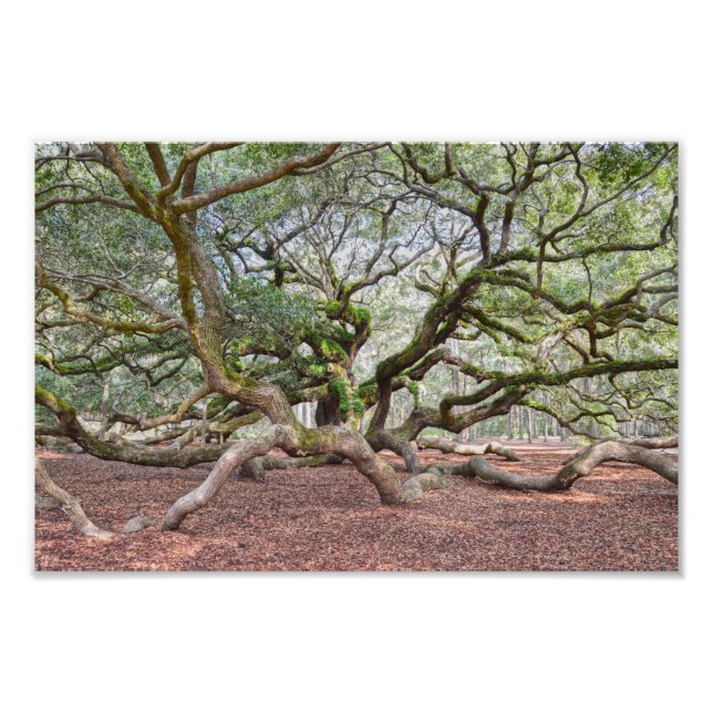 Foto Sob Angel Oak, Carolina do Sul (Frente)