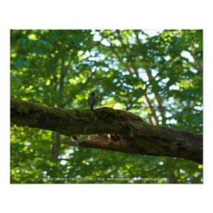 Foto Sobreposição de Floresta