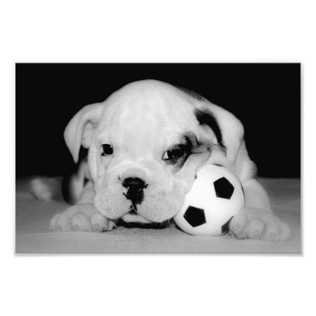 Foto "Soccer Puppy" (Frente)