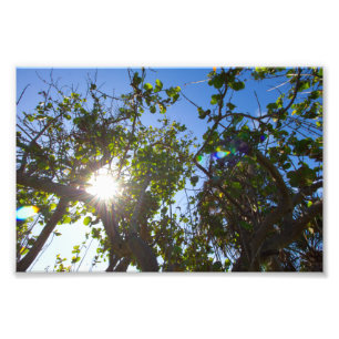 Foto Sol brilhando através de árvores de mangue, Flórid