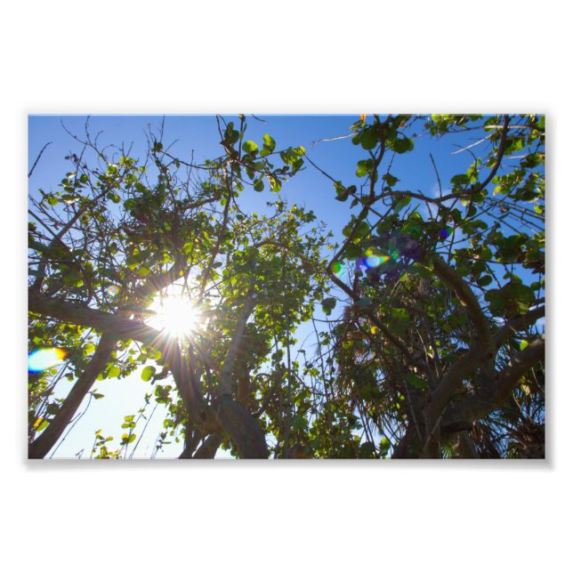 Foto Sol brilhando através de árvores de mangue, Flórid (Frente)