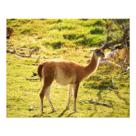 Foto Sol do guanaco