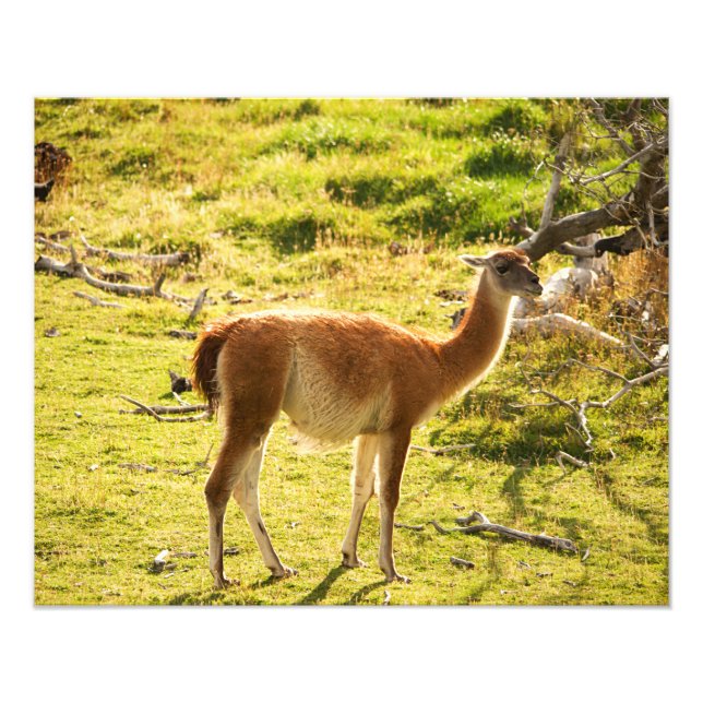 Foto Sol do guanaco (Frente)