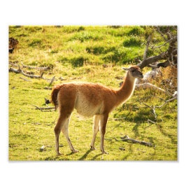 Foto Sol do guanaco