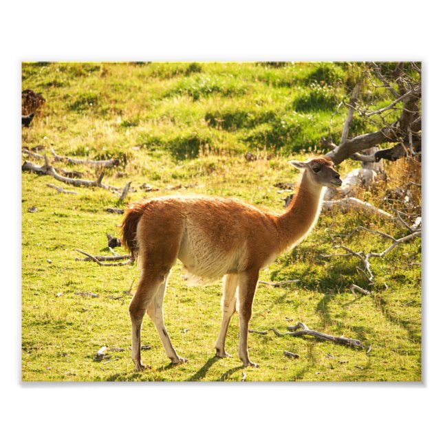 Foto Sol do guanaco (Frente)