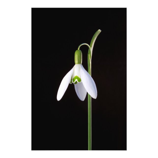 Foto Solo Perfection (Frente)