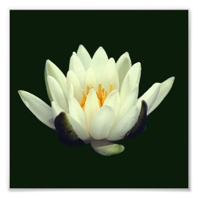 Foto Solteiro Lotus Blossom 8x8 (Frente)
