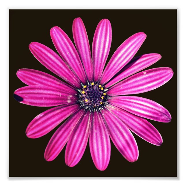 Foto Solteiro Purple African Daisy Flower 8x8 (Frente)