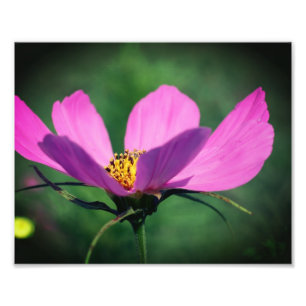 Foto Solteiro Rosa Cosmos Flor No Bloom 8x10