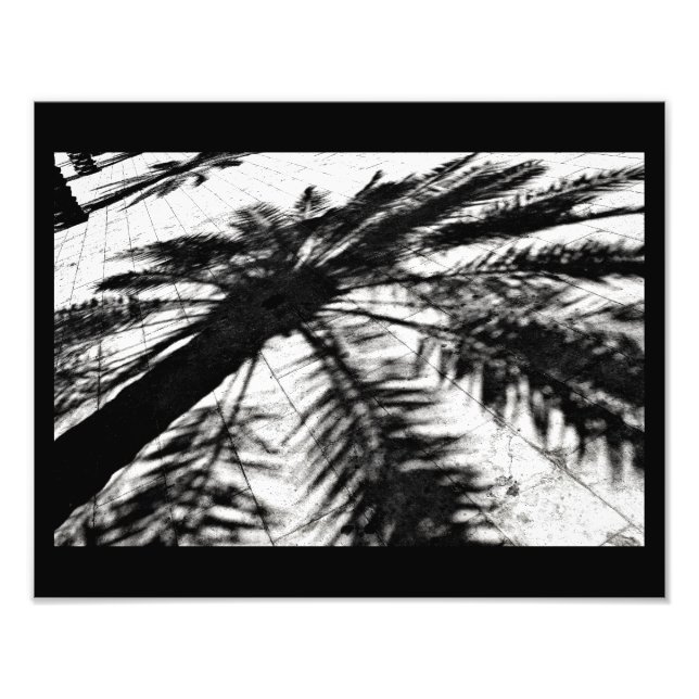 Foto Sombra da Árvore de Data (Frente)