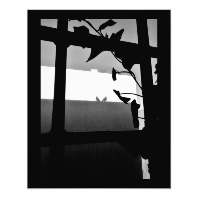 Foto Sombras de Pombo (Frente)