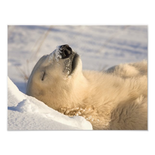 Foto Soneca do Urso Polar (Frente)