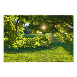 Foto Sonho de árvore