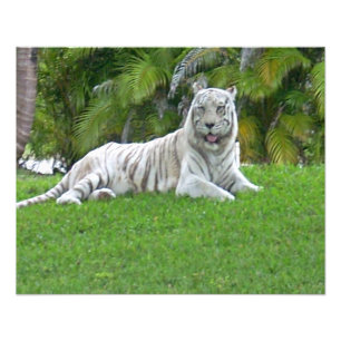 Foto Sorriso de Tigre Branco e Palmeiras