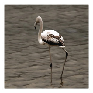 Foto Sozinha Juvenile Flamingo Art