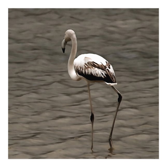 Foto Sozinha Juvenile Flamingo Art (Frente)